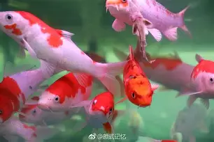 如鱼得水！印度选手独占鳌头